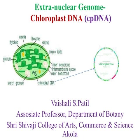 Chloroplast dna