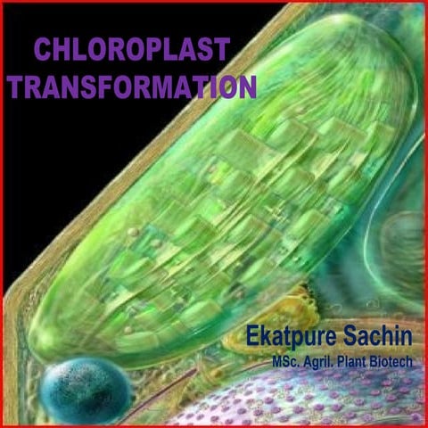 Chloroplast transformation