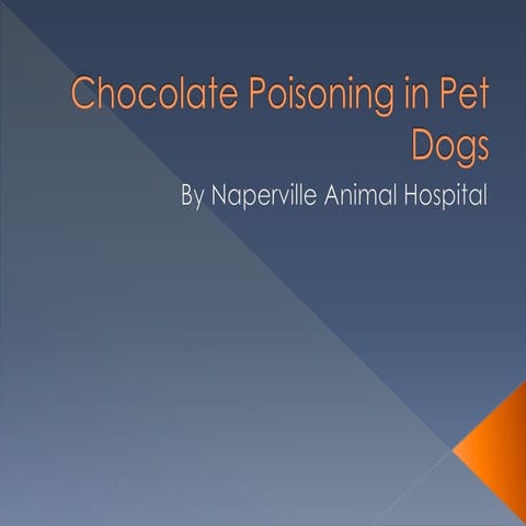 Curated visual reference: Fresh Look at Chocolate Poisoning In Pet Dogs