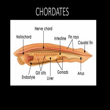 chodates..............................pptx