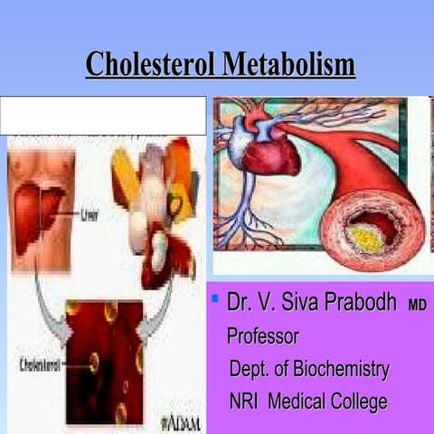 Cholesterol metabolism