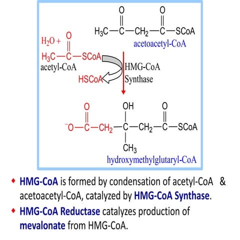 cholestrol synth.(final).pptx