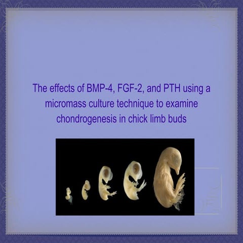 Chondrogenesis Oral Report Updated