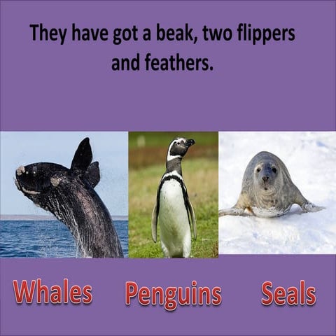 Choose the correct animal