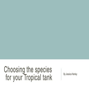 Choosing the species of fish for your tropical tank