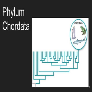 Chordata