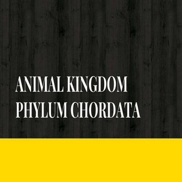 Chordata