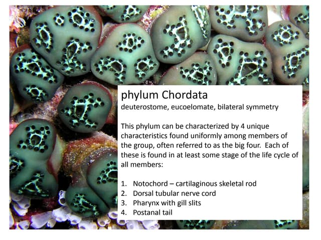 Chordate visual data 8