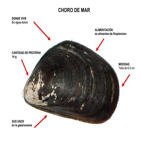 descripción CHORO DE MAR y sus partes .docx