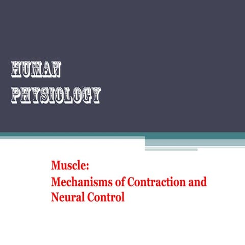Muscle Physiology