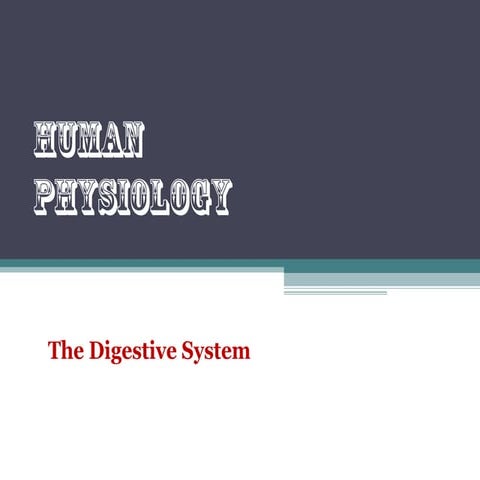 The digestive system