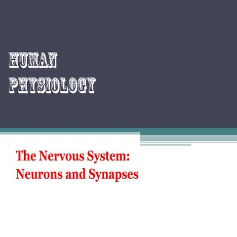 The nervous system neurons and synapses
