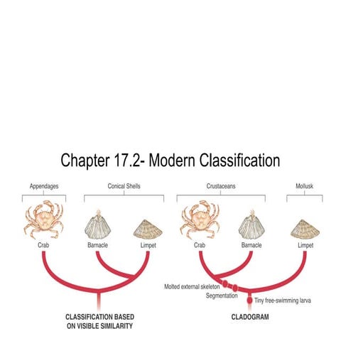 Chpt. 17.2 Modern Classification