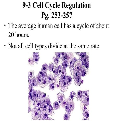 Chpt9.3 cell cycle regulation