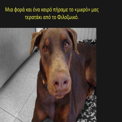 Chris   αντίγραφο