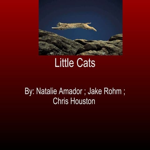 Little Cats