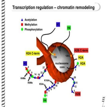 Chromatin remodeling