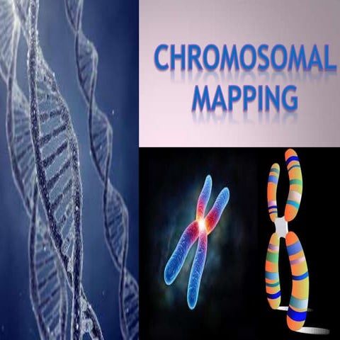 Chromosomal mappin highlighted