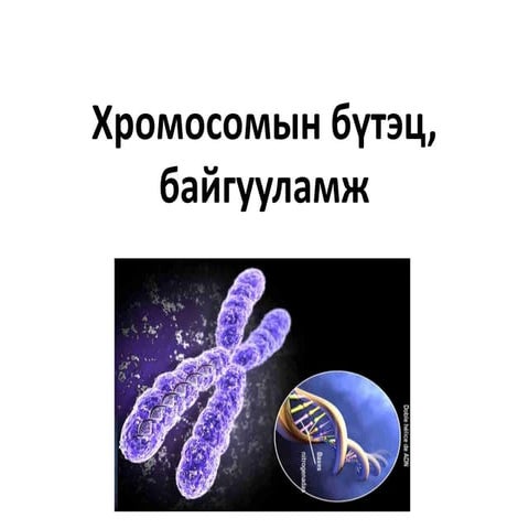 цусны эргэлт хүн 10
