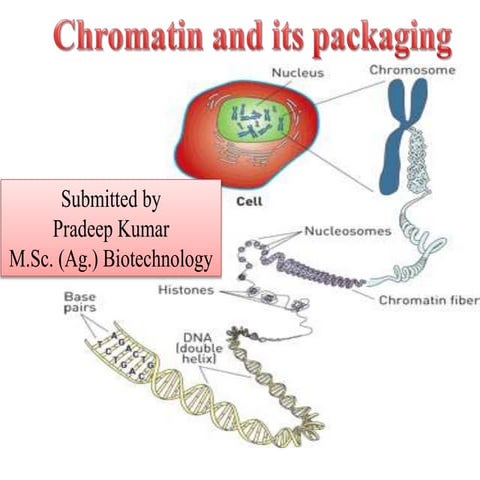 Chromosome  packaging