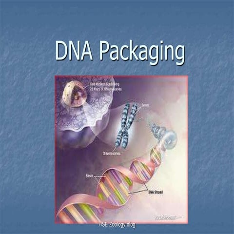 Chromosomes and dna packaging