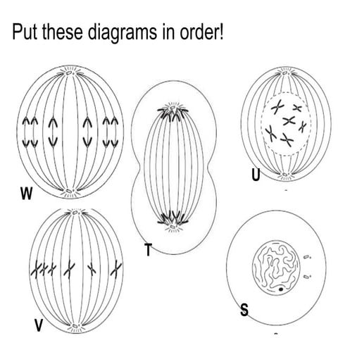 Chromosomes and the cell cycle (lecture2)