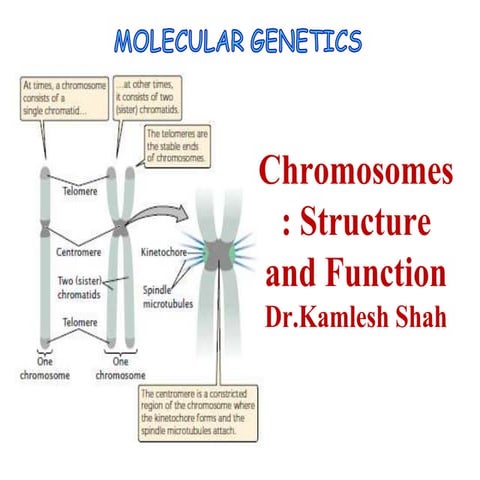 Chromosomes structure and function, Dr.Kamelsh shah, PSSHDA, KADI 