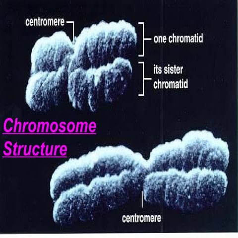 Chromosome structure v2