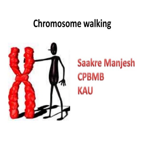 Chromosome walking 