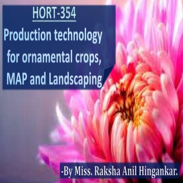 Chrysanthemum cultivation in open condition