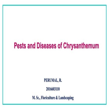 Chrysanthemum pest and diseases