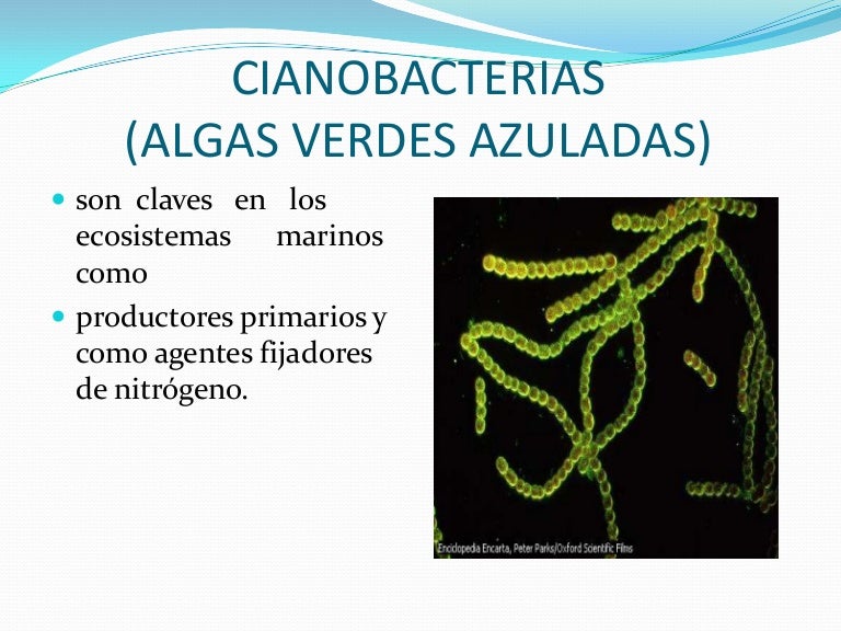 Cianobacterias
