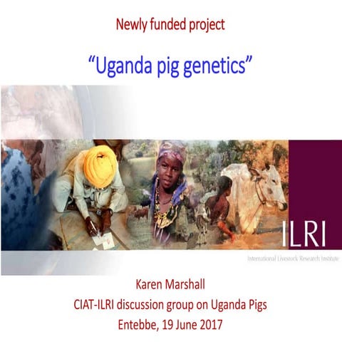 Uganda pig genetics