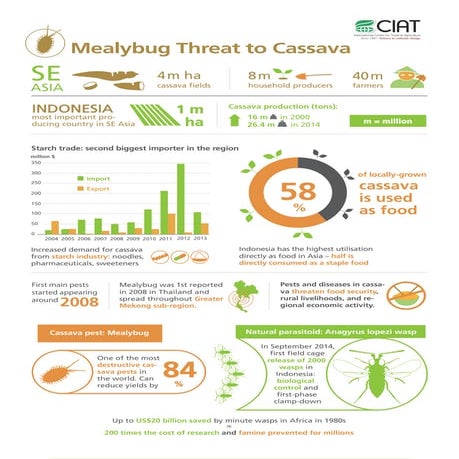 Infographic - Mealybug threat to cassava in SE Asia
