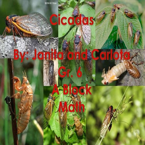 Cicada project | PPTX