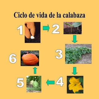 Ciclo De La Calabaza