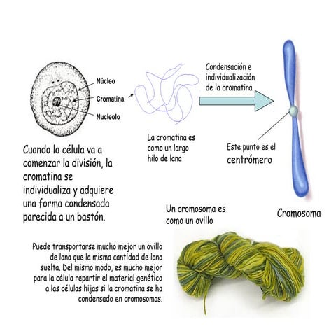 Ciclo cel mit y meiosis