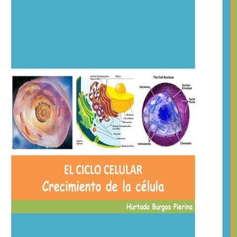 Ciclo celular