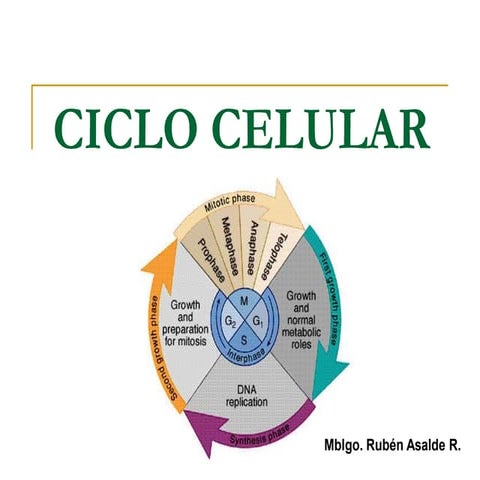 Ciclo celular