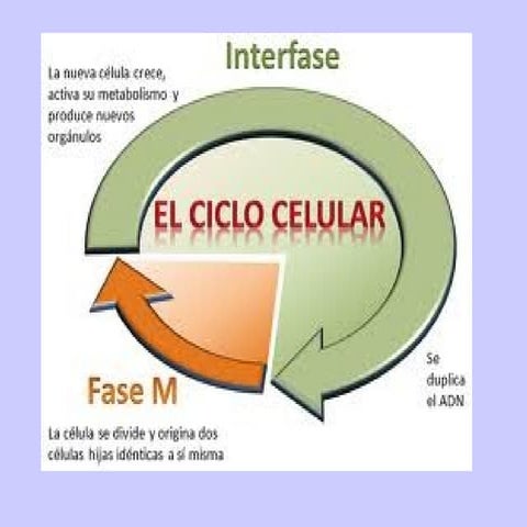 Ciclo celular