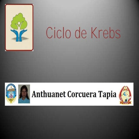 Ciclo de krebs