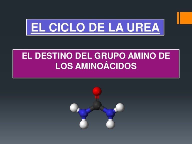 Metabolismo Celular Pdf