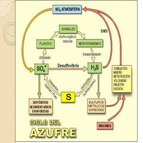 Ciclo del azufre