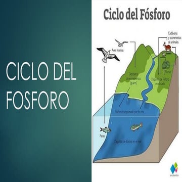 CICLO DEL FOSFORO en el medio ambiente..