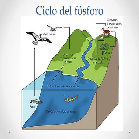 Ciclo natural del fosforo