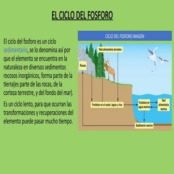 Ciclo del fósforo.pdf
