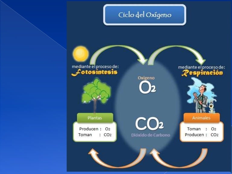 Ciclo del oxígeno
