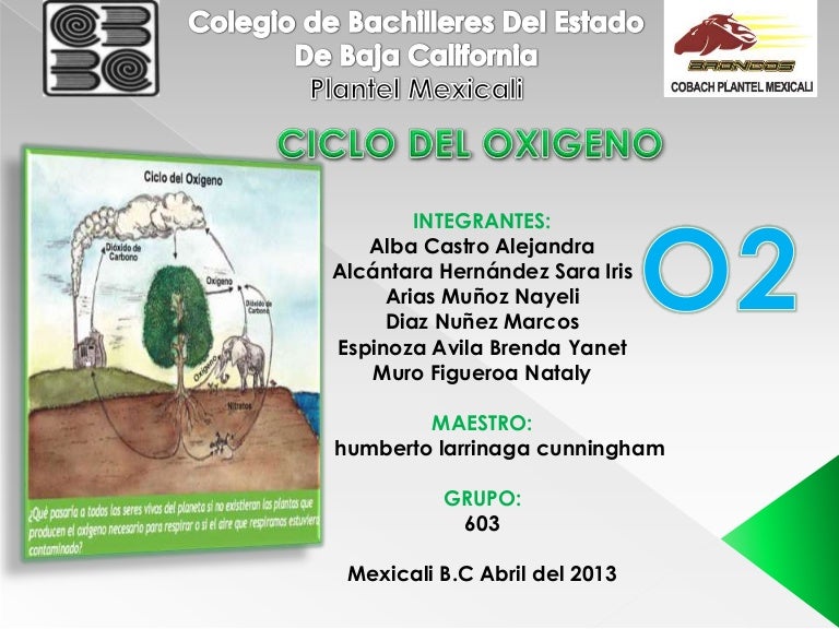 Ciclo del oxigeno