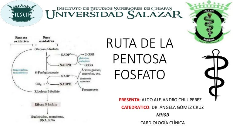 Ciclo de pentosas fosfato