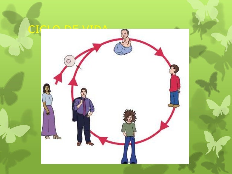 Ciclo de vida